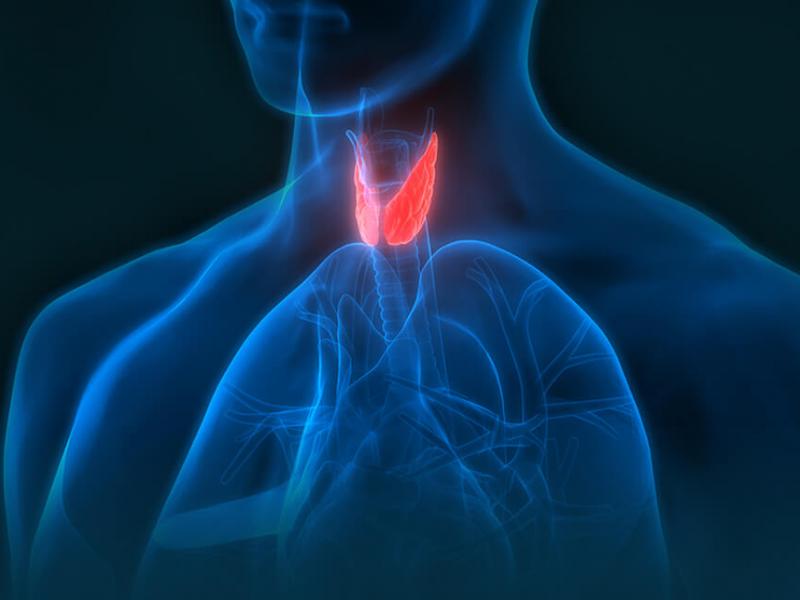 طب الغدد تركيا طب الغدد تركيا
