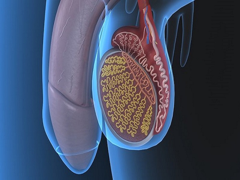 Vasovasostomía en Turquía
